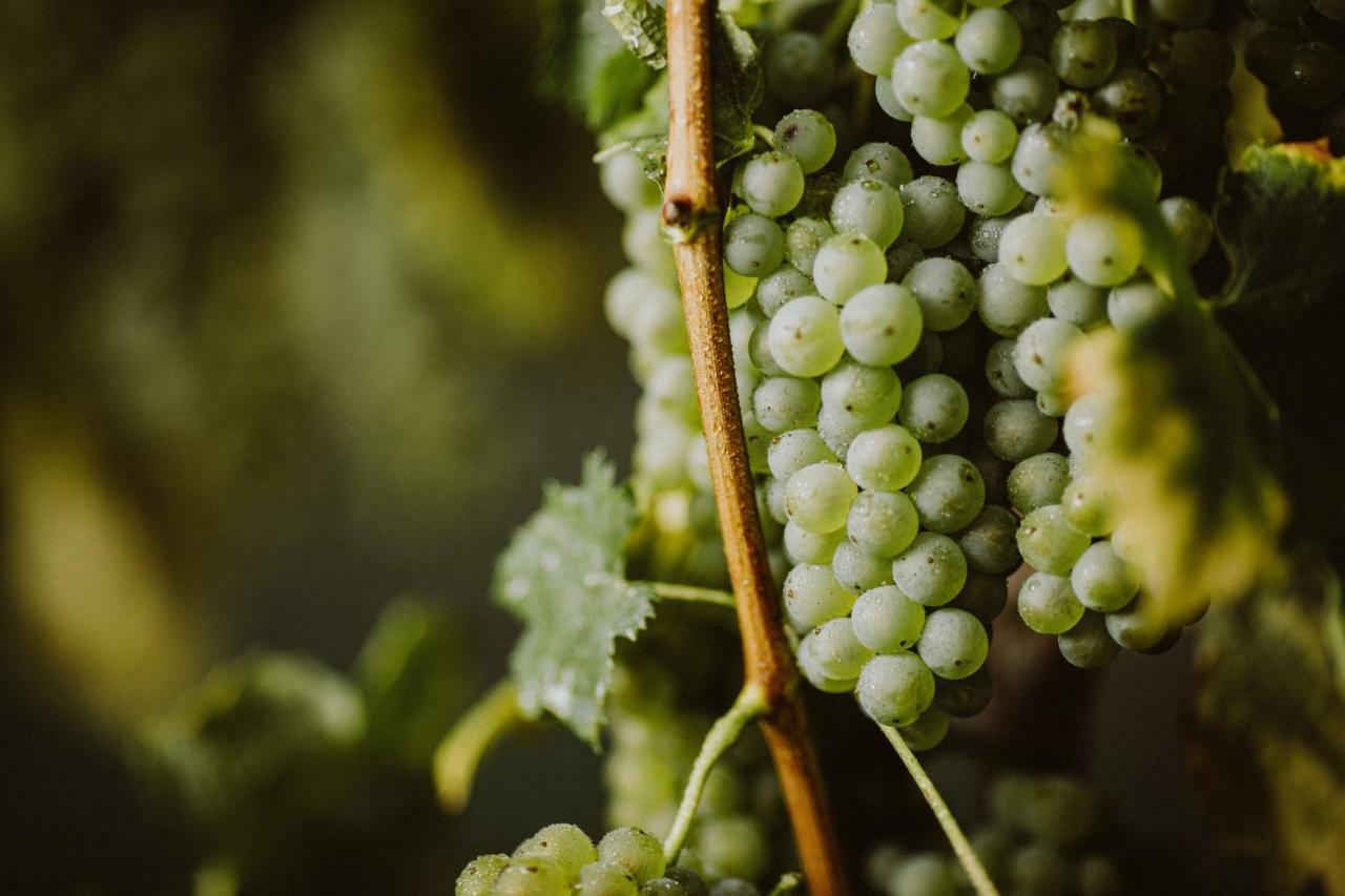 דירות ויפאבה Kmetija Tomazic Vinska Klet - Winery מראה חיצוני תמונה